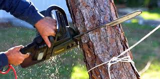 Best Tree Health Inspection  in West Bay Shore, NY